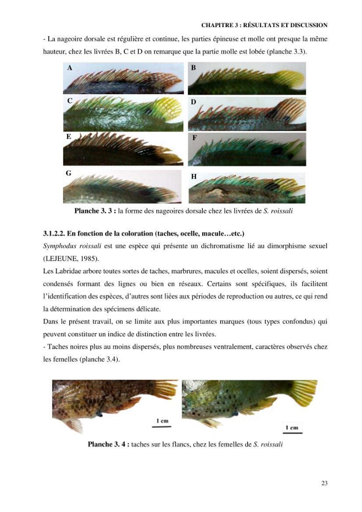 Contribution à l’étude de Symphodus roissali (Risso, 1810) des côtes centres du bassin algérien