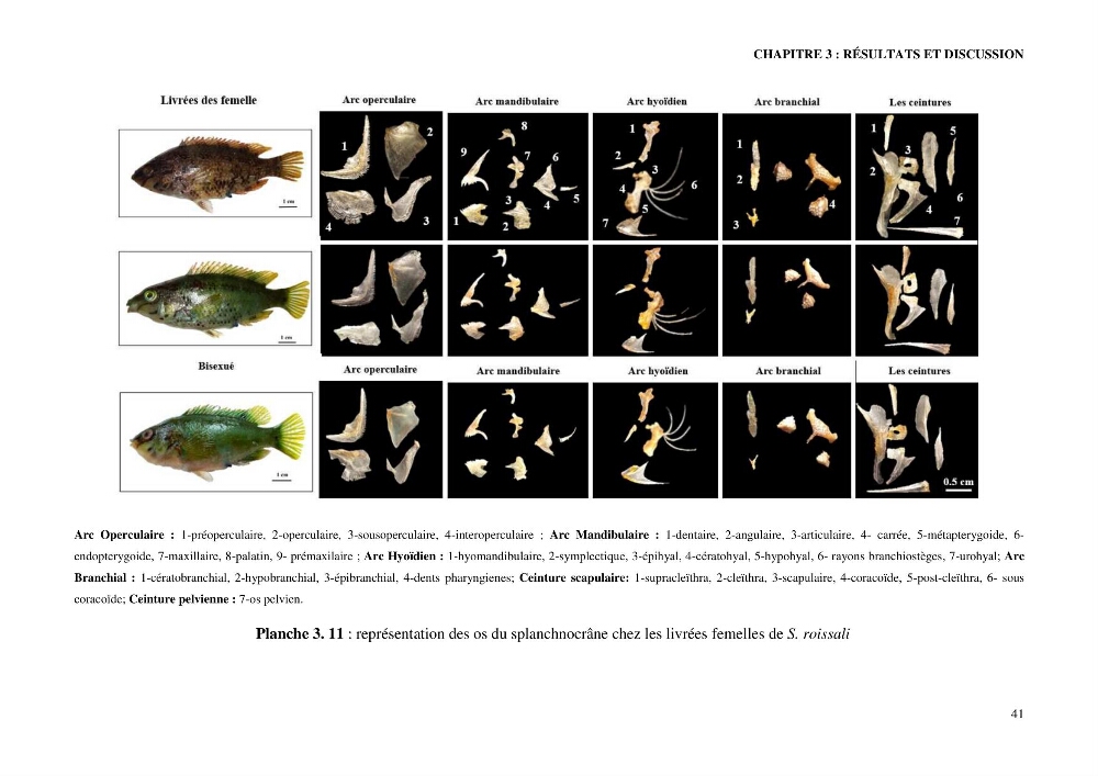 Contribution à l’étude de Symphodus roissali (Risso, 1810) des côtes centres du bassin algérien