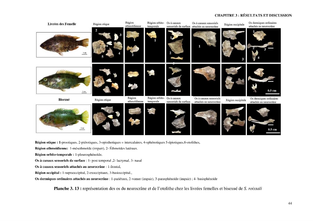 Contribution à l’étude de Symphodus roissali (Risso, 1810) des côtes centres du bassin algérien