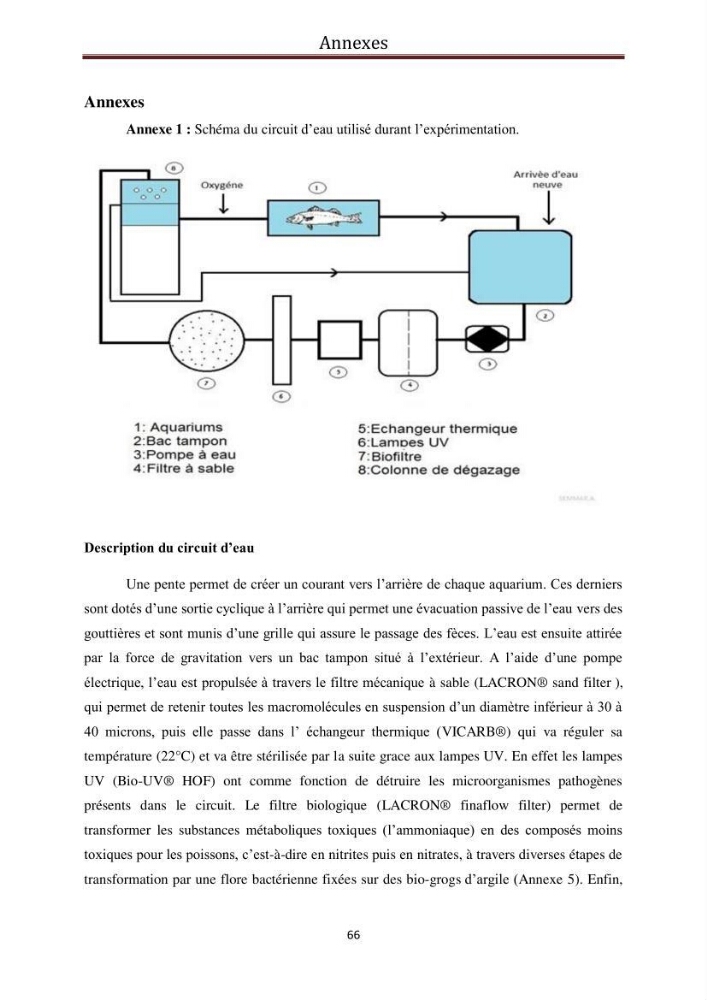 Contribution à l\'élaboration d\'une méthode d\'estimation de l\'éfficacité alimentaire individuelle. chez le bar commun. Dicentrarchus Labrax(Linnaeus,1758):