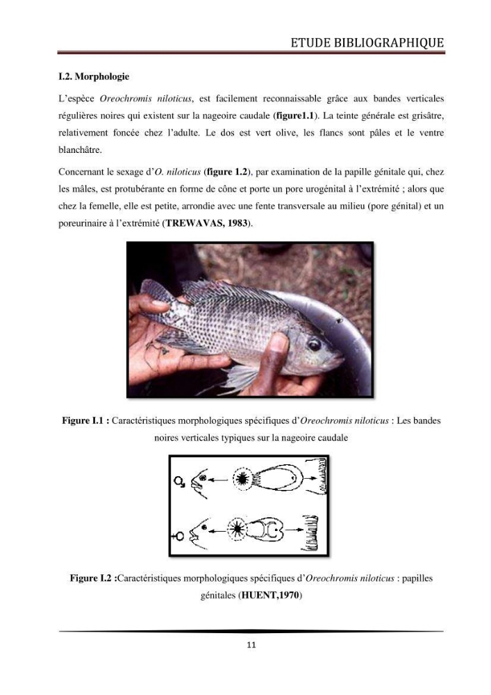 Valorisation de la culture des vers de farine dans l\'alimentation du Tilapia du Nil Oreochromis niloticus (Linnaeus, 1758°: