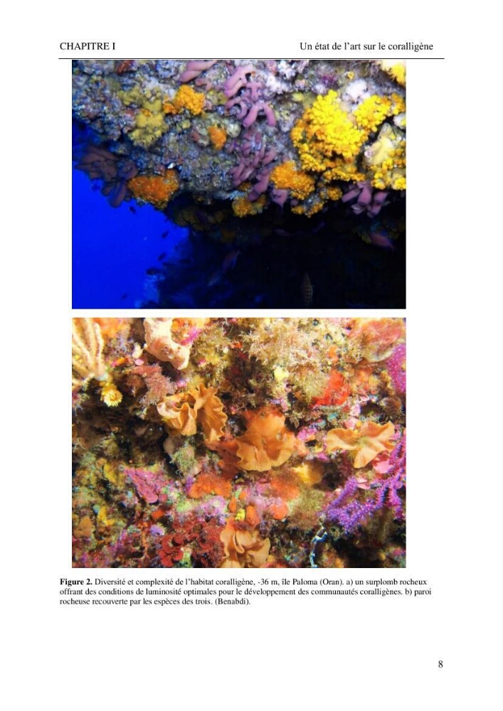 Contribution à la connaissance de la faune associée à l\'écosystème coralligène de la côte Algérienne: