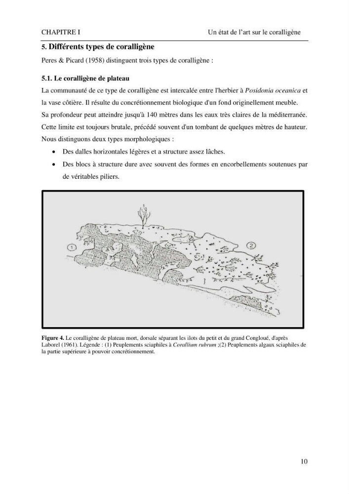 Contribution à la connaissance de la faune associée à l\'écosystème coralligène de la côte Algérienne: