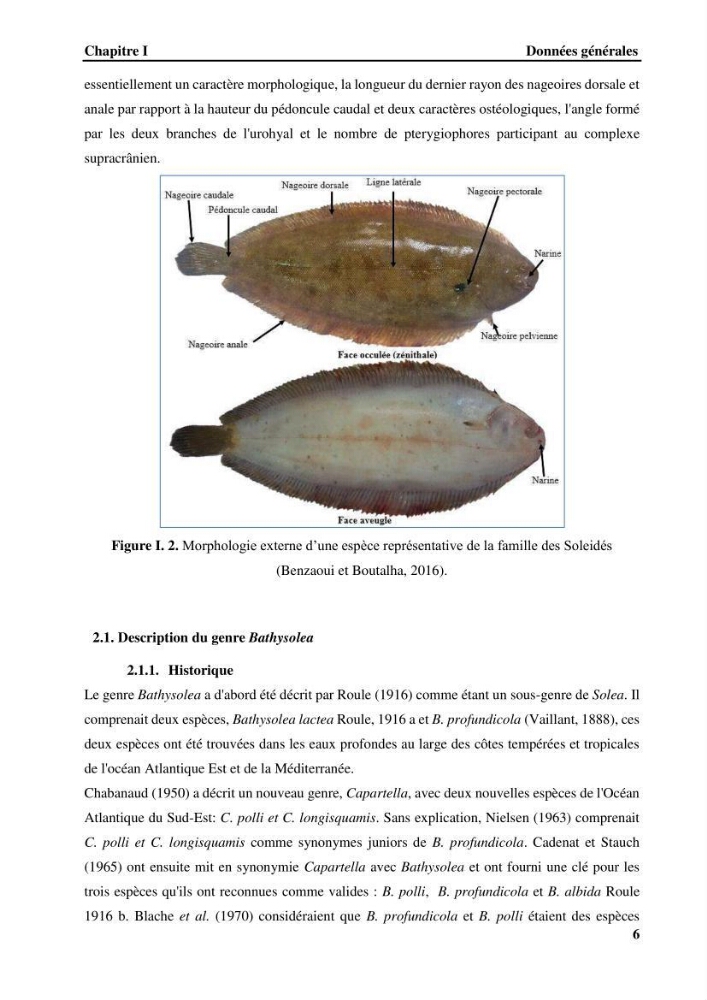 Contribution à l\'étude systématique du genre Bathysolea Roule,1916 (Pleuronnectiformes, Soleidae) des côtes Algeriennes