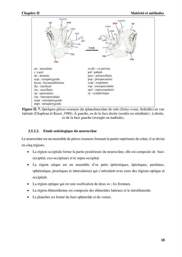 Contribution à l\'étude systématique du genre Bathysolea Roule,1916 (Pleuronnectiformes, Soleidae) des côtes Algeriennes