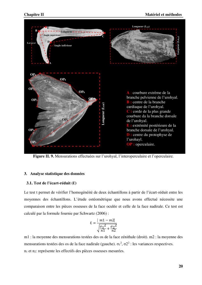 Contribution à l\'étude systématique du genre Bathysolea Roule,1916 (Pleuronnectiformes, Soleidae) des côtes Algeriennes