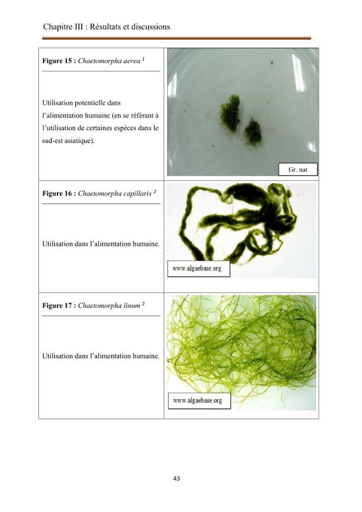 Actualisation de la taxonomie et de l\'inventaire des chlorobiontes des côtes Algériennes et mise en évidence des espèces aquacole