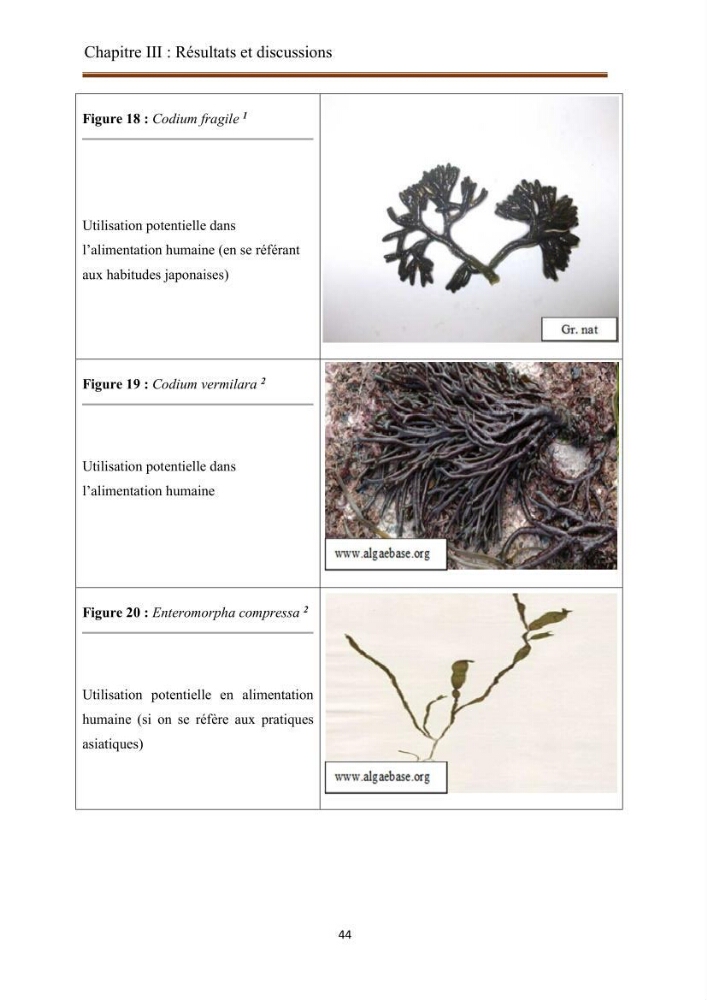 Actualisation de la taxonomie et de l\'inventaire des chlorobiontes des côtes Algériennes et mise en évidence des espèces aquacole
