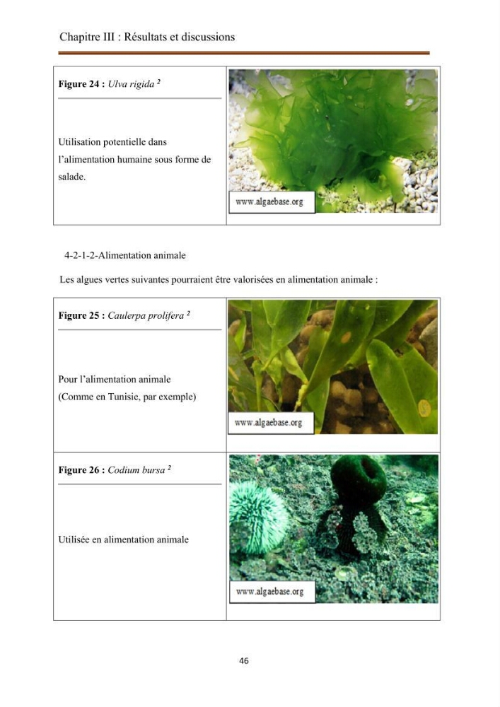 Actualisation de la taxonomie et de l\'inventaire des chlorobiontes des côtes Algériennes et mise en évidence des espèces aquacole