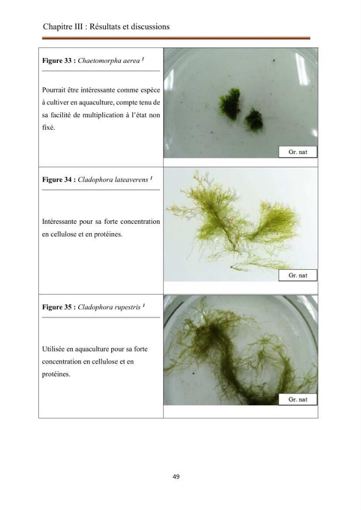 Actualisation de la taxonomie et de l\'inventaire des chlorobiontes des côtes Algériennes et mise en évidence des espèces aquacole