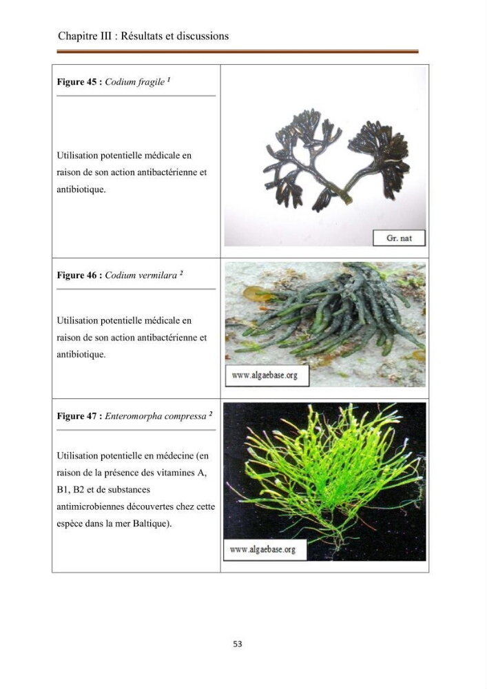 Actualisation de la taxonomie et de l\'inventaire des chlorobiontes des côtes Algériennes et mise en évidence des espèces aquacole