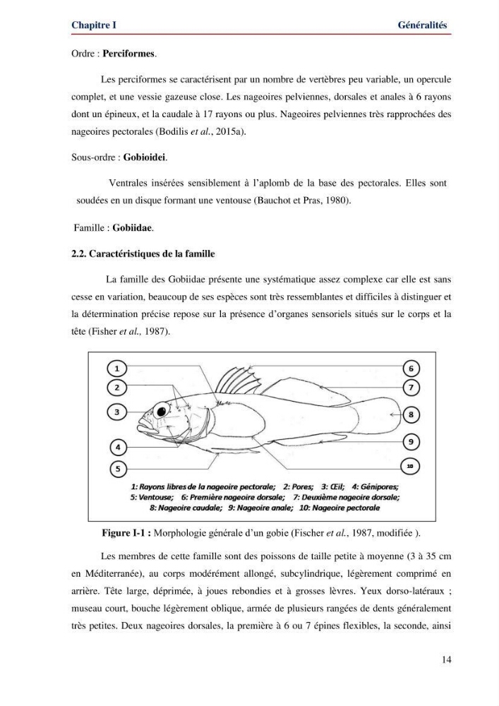Contribution à l\'étude de la famille des Gobiidae (Ostéichtyens,Actinoptérygiens) du bassin algerien: inventaire de la famille et régime alimentaire du gobie Gobius niger Linnaeus, 1758)