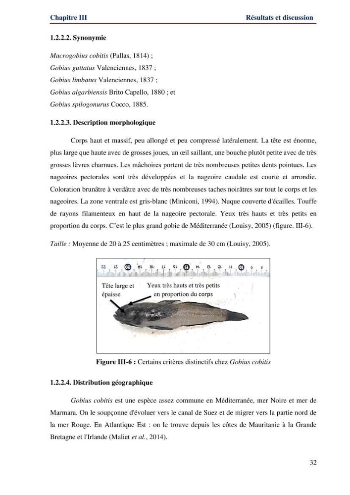 Contribution à l\'étude de la famille des Gobiidae (Ostéichtyens,Actinoptérygiens) du bassin algerien: inventaire de la famille et régime alimentaire du gobie Gobius niger Linnaeus, 1758)
