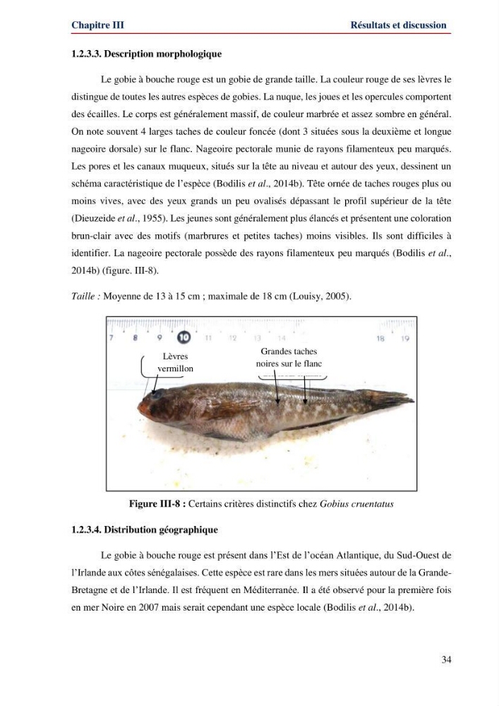 Contribution à l\'étude de la famille des Gobiidae (Ostéichtyens,Actinoptérygiens) du bassin algerien: inventaire de la famille et régime alimentaire du gobie Gobius niger Linnaeus, 1758)
