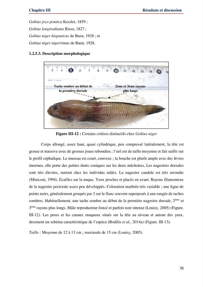 Contribution à l\'étude de la famille des Gobiidae (Ostéichtyens,Actinoptérygiens) du bassin algerien: inventaire de la famille et régime alimentaire du gobie Gobius niger Linnaeus, 1758)