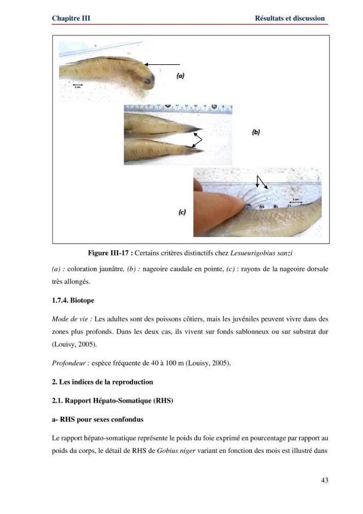 Contribution à l\'étude de la famille des Gobiidae (Ostéichtyens,Actinoptérygiens) du bassin algerien: inventaire de la famille et régime alimentaire du gobie Gobius niger Linnaeus, 1758)