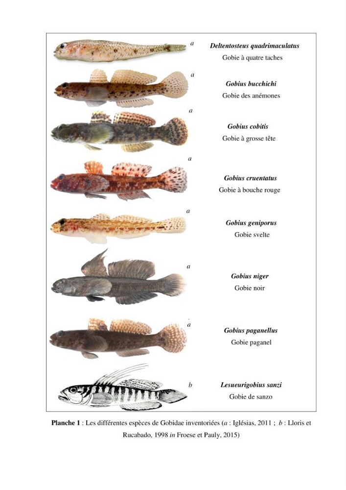 Contribution à l\'étude de la famille des Gobiidae (Ostéichtyens,Actinoptérygiens) du bassin algerien: inventaire de la famille et régime alimentaire du gobie Gobius niger Linnaeus, 1758)