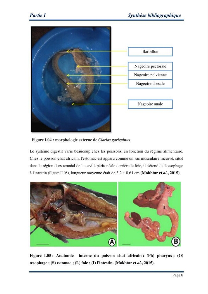 Maitrise de la reproduction artificielle et étude comparative de la croissance du poisson-chat africain Clarias gariepinus (Bruchell,1822 ) selon trois formules d\'aliments: