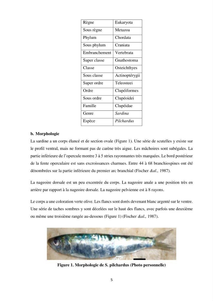 Peuplements zooplanctoniques et ichtyologiques (Clupéidae, Engraulidae) de la côte algéroise : interactions, flux de matières et conséquences sur les stocks halieutiques