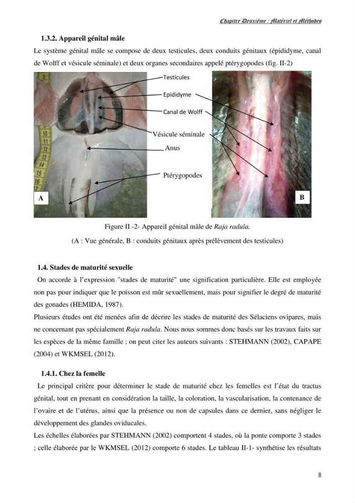 Contribution à l’étude de la biologie, de la croissance et de l’exploitation de Raja radula (Elasmobranches, Rajidae) dans la région Est du bassin algérien