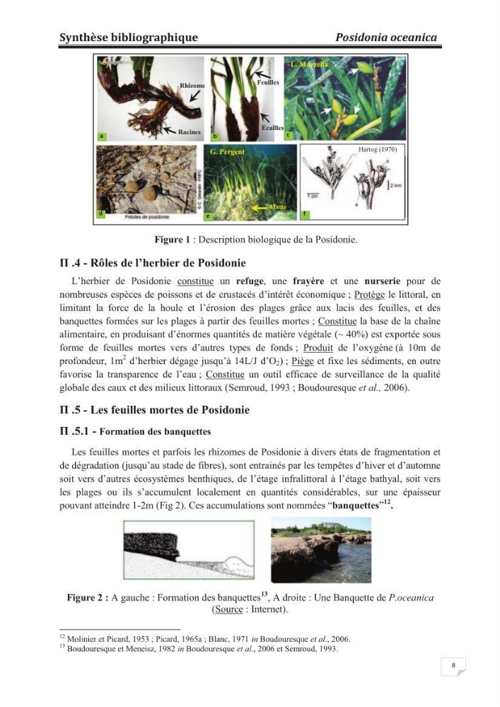 Etude de la valorisation d\'une biomasse marine, posidonia oceanica, en tant que biosorbant des ions métalliques Pb ²+, Cu ²+, Ni ²+, Zn ²+ et Cd ²+
