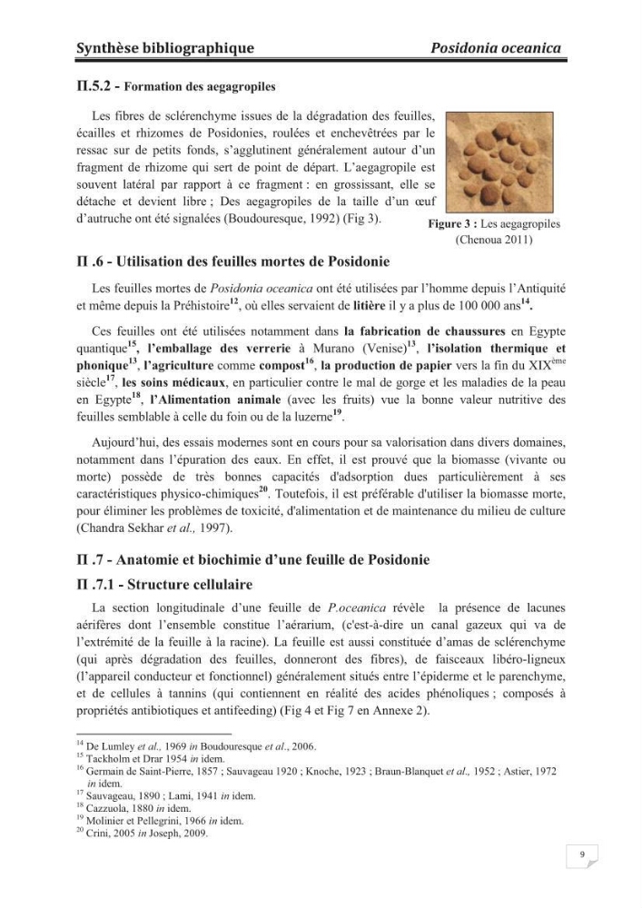 Etude de la valorisation d\'une biomasse marine, posidonia oceanica, en tant que biosorbant des ions métalliques Pb ²+, Cu ²+, Ni ²+, Zn ²+ et Cd ²+