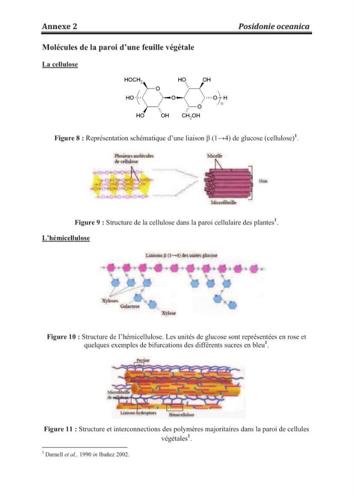Etude de la valorisation d\'une biomasse marine, posidonia oceanica, en tant que biosorbant des ions métalliques Pb ²+, Cu ²+, Ni ²+, Zn ²+ et Cd ²+