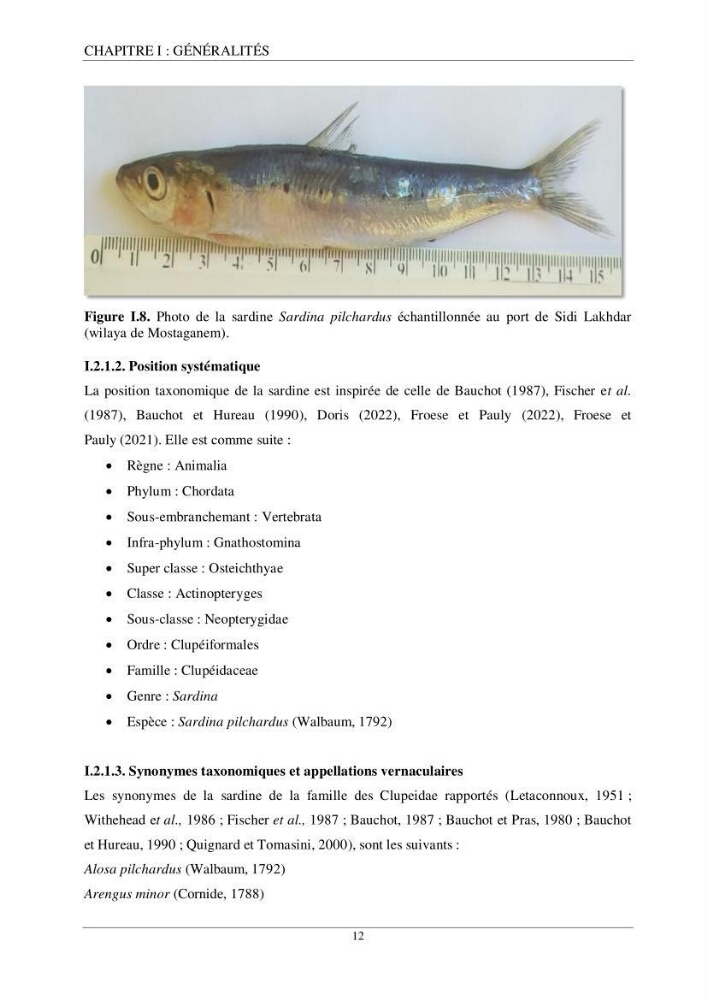 Etude d\'impact de la reconversion d\'éspadonniers en senneurs sur les éspèces cibles notament: l\'éspadon Xiphias gladius (Linnaeus,1758) et la sardine Sardina pilchardus ( Walbaum,1792 ) dans la baie de Mostaganem