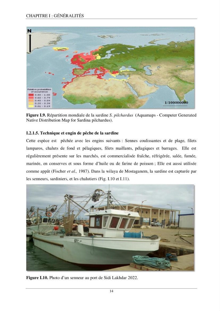 Etude d\'impact de la reconversion d\'éspadonniers en senneurs sur les éspèces cibles notament: l\'éspadon Xiphias gladius (Linnaeus,1758) et la sardine Sardina pilchardus ( Walbaum,1792 ) dans la baie de Mostaganem