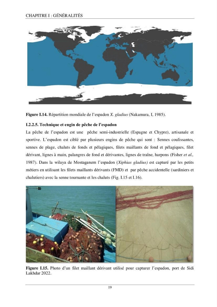 Etude d\'impact de la reconversion d\'éspadonniers en senneurs sur les éspèces cibles notament: l\'éspadon Xiphias gladius (Linnaeus,1758) et la sardine Sardina pilchardus ( Walbaum,1792 ) dans la baie de Mostaganem