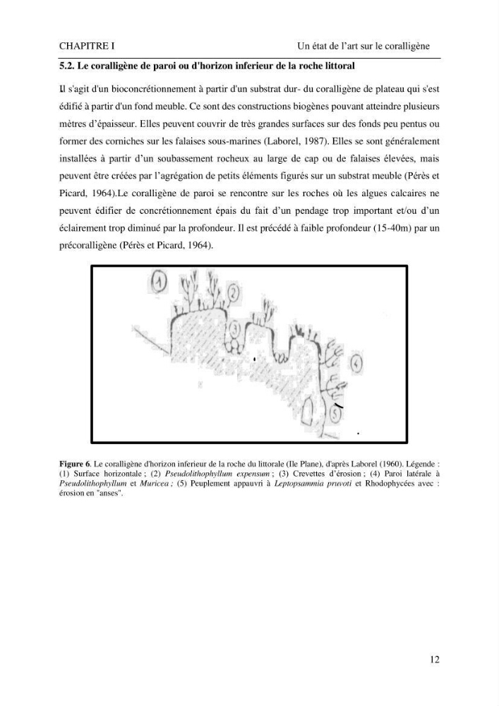 Contribution a la connaissance de la faune associée à l\'écosystème coralligène de la côte Algérienne: