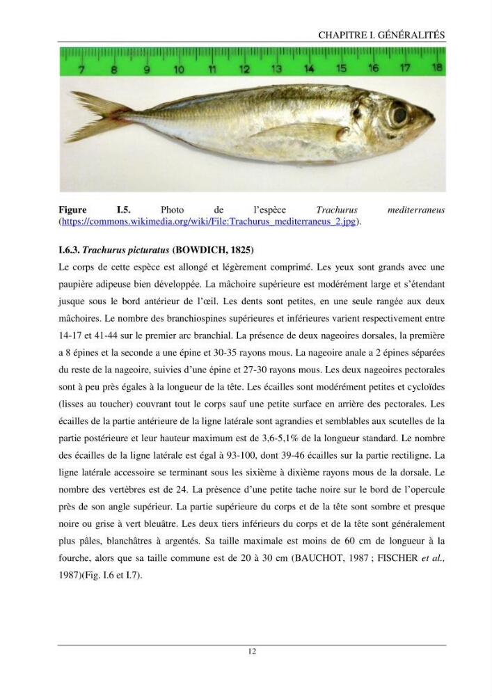 Contribution à l’étude de la reproduction des espèces du genre Trachurus (Actinopteri, Carangidae) de la région centre du littoral Algérien: