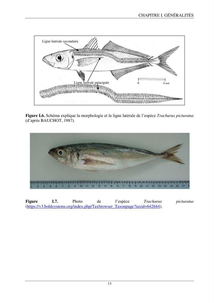 Contribution à l’étude de la reproduction des espèces du genre Trachurus (Actinopteri, Carangidae) de la région centre du littoral Algérien: