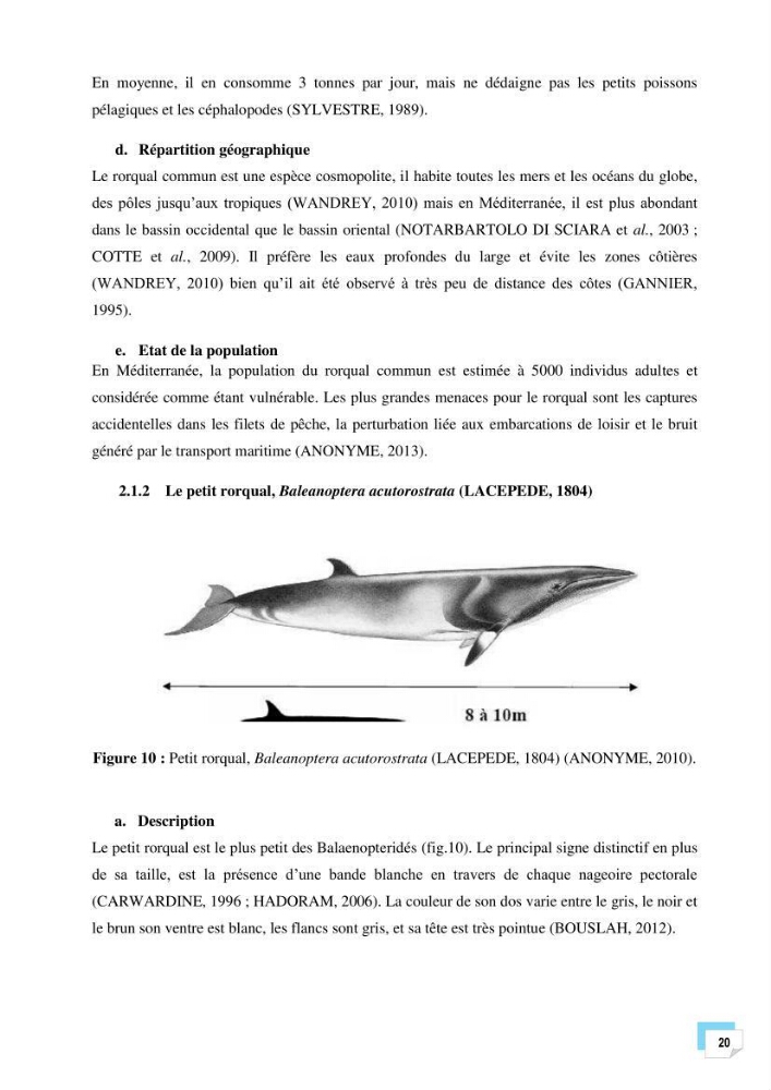 Bilan des échouages de cetacés dans le centre Algérien