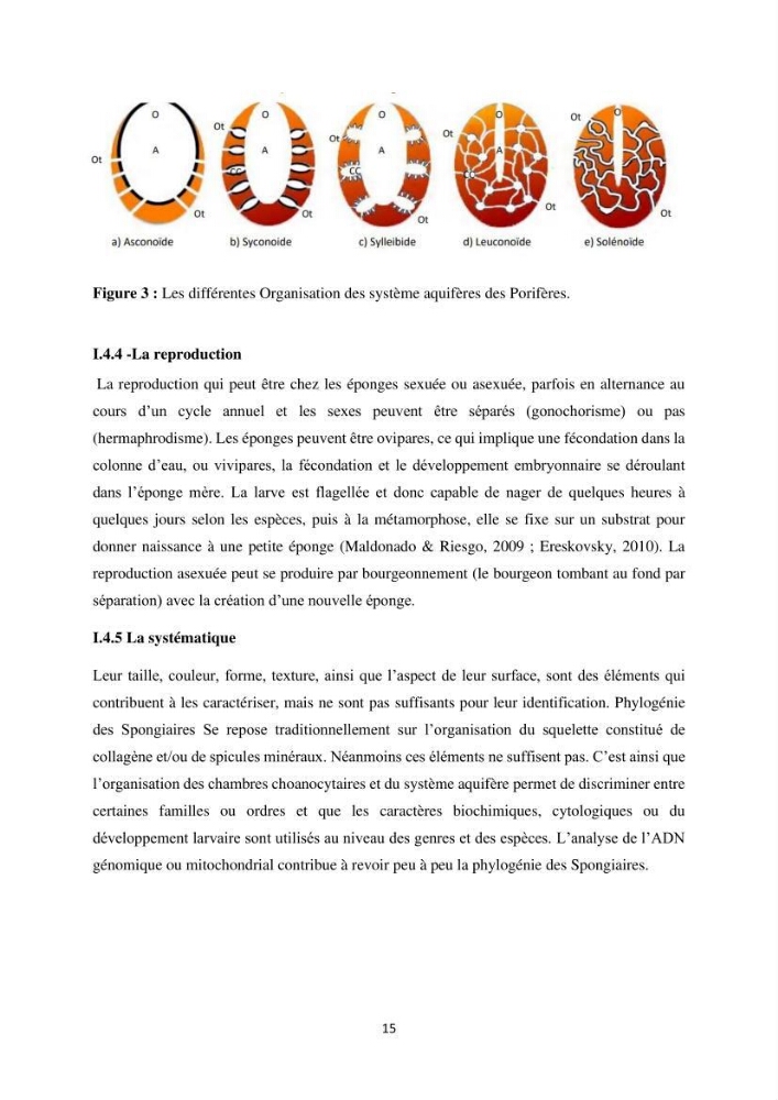 Elaboration d’un inventaire-référentiel national des Porifères de la côte algérienne