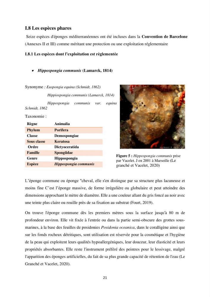 Elaboration d’un inventaire-référentiel national des Porifères de la côte algérienne