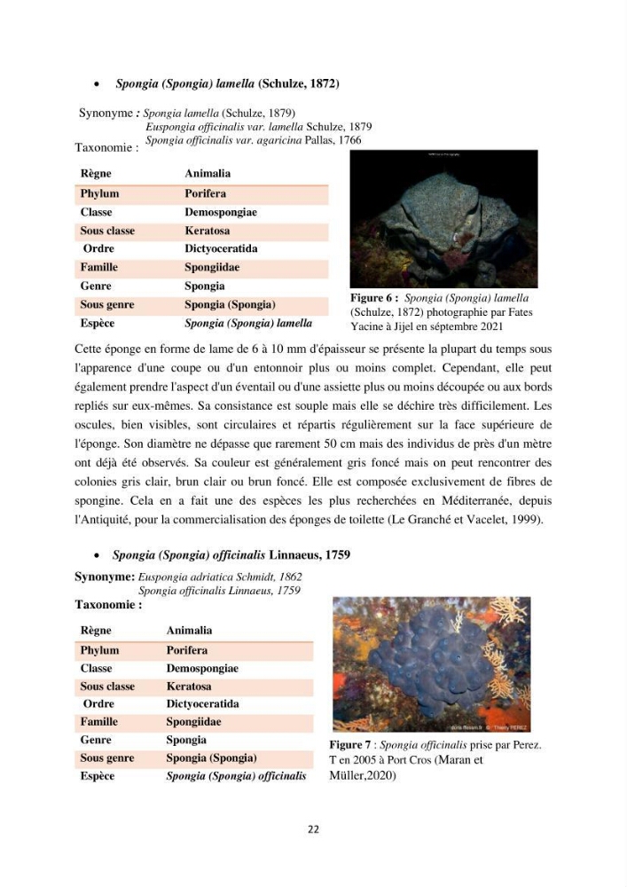 Elaboration d’un inventaire-référentiel national des Porifères de la côte algérienne