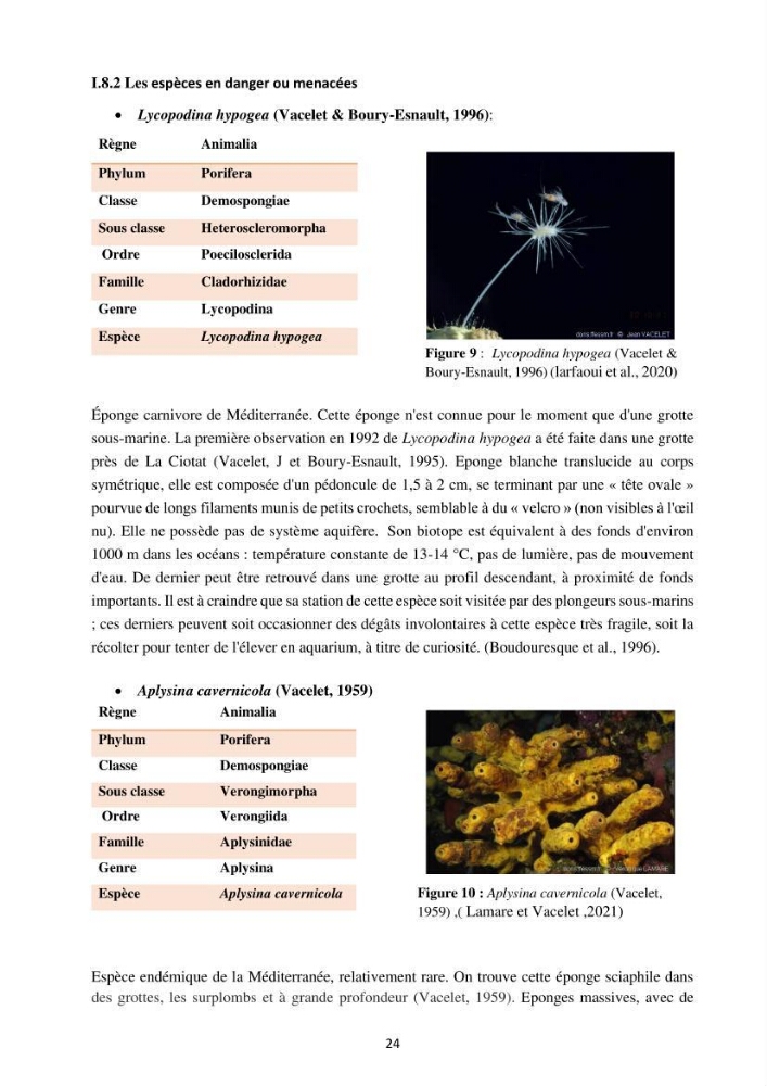 Elaboration d’un inventaire-référentiel national des Porifères de la côte algérienne