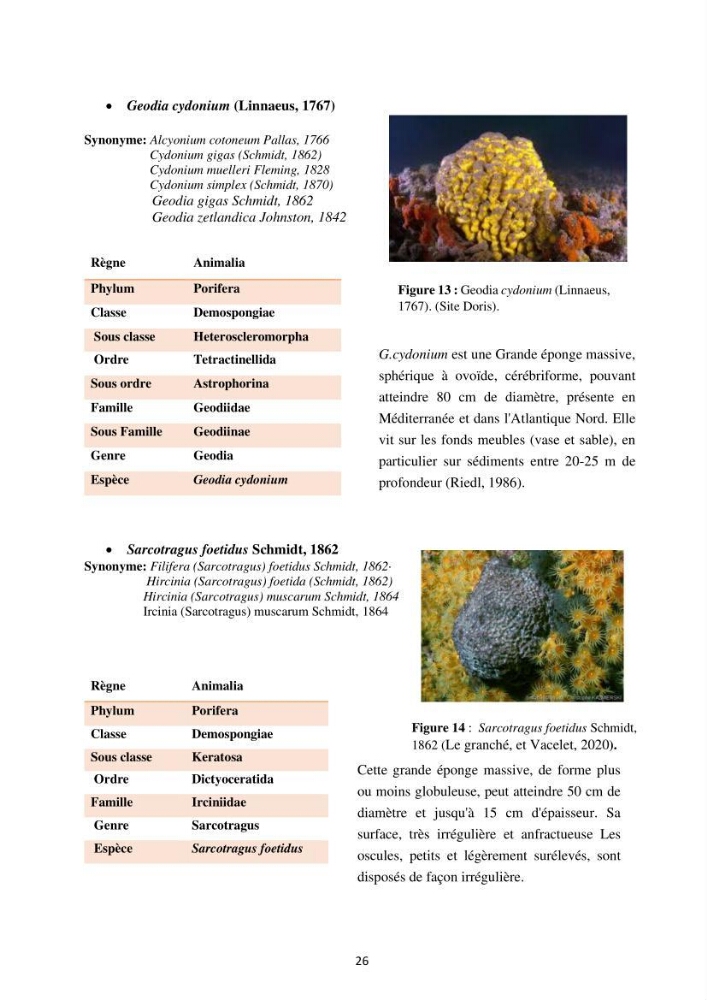 Elaboration d’un inventaire-référentiel national des Porifères de la côte algérienne