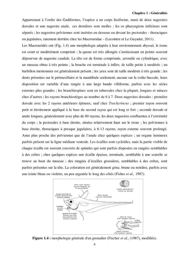 Valorisation d’une espèce de poisson issue des rejets de la pêche au niveau du port de Bouharoun biologie et exploitation de Coelorinchus caelorhincus (Risso, 1810)