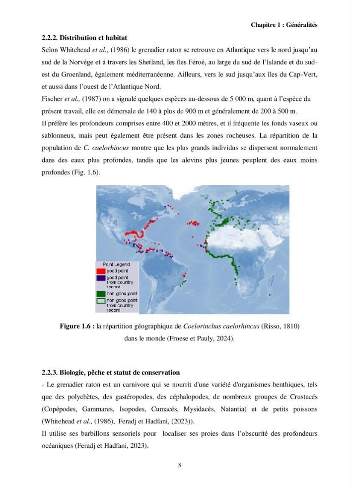 Valorisation d’une espèce de poisson issue des rejets de la pêche au niveau du port de Bouharoun biologie et exploitation de Coelorinchus caelorhincus (Risso, 1810)