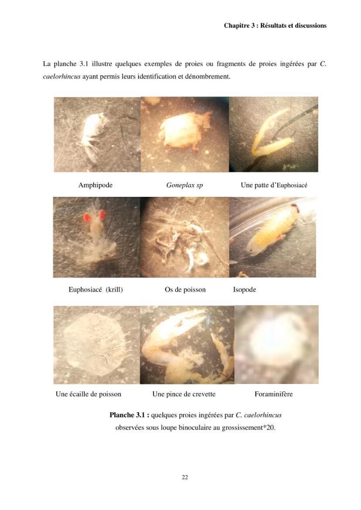 Valorisation d’une espèce de poisson issue des rejets de la pêche au niveau du port de Bouharoun biologie et exploitation de Coelorinchus caelorhincus (Risso, 1810)