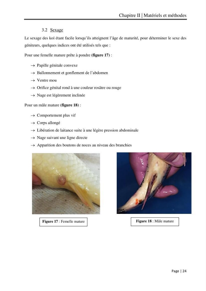 Maitrise et suivi de la reproduction artificielle et de l\'alevinage de la carpe koi (Cyprinus carpio carpio)