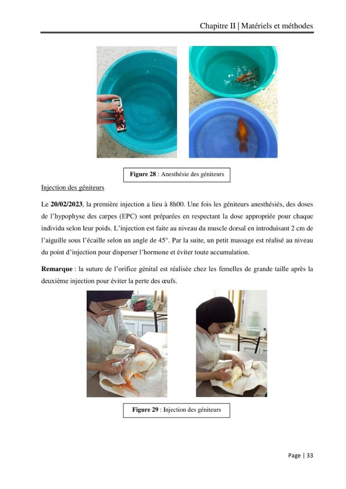 Maitrise et suivi de la reproduction artificielle et de l\'alevinage de la carpe koi (Cyprinus carpio carpio)