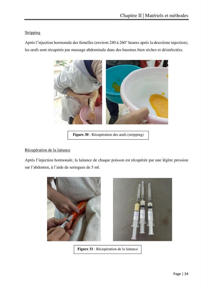 Maitrise et suivi de la reproduction artificielle et de l\'alevinage de la carpe koi (Cyprinus carpio carpio)