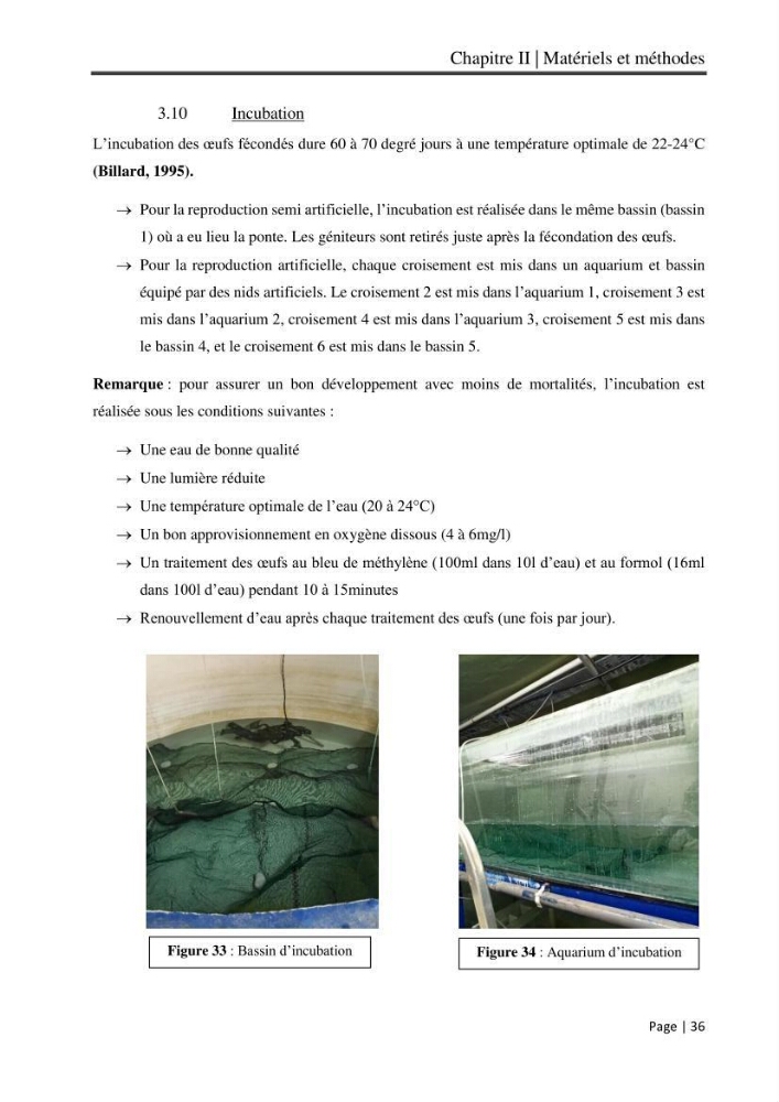 Maitrise et suivi de la reproduction artificielle et de l\'alevinage de la carpe koi (Cyprinus carpio carpio)