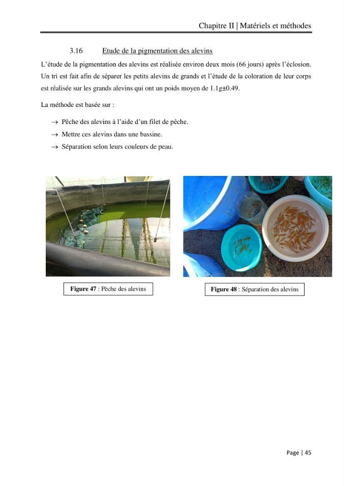 Maitrise et suivi de la reproduction artificielle et de l\'alevinage de la carpe koi (Cyprinus carpio carpio)