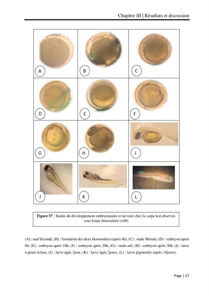Maitrise et suivi de la reproduction artificielle et de l\'alevinage de la carpe koi (Cyprinus carpio carpio)