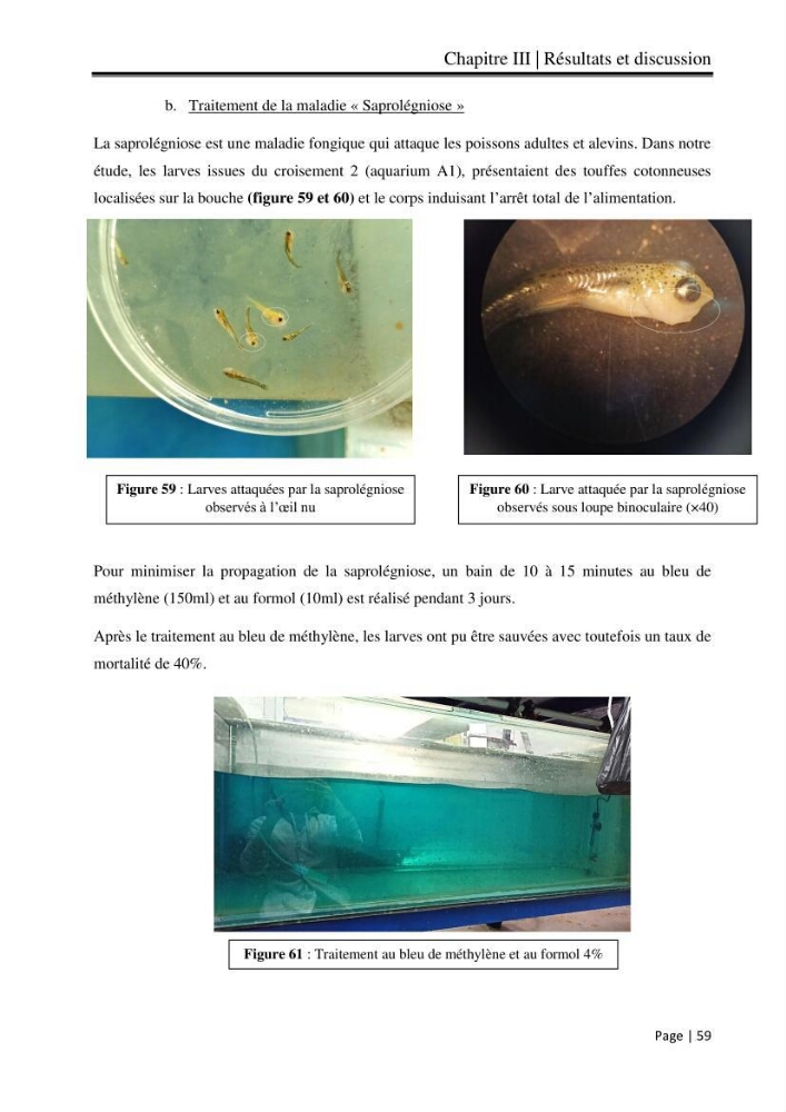 Maitrise et suivi de la reproduction artificielle et de l\'alevinage de la carpe koi (Cyprinus carpio carpio)
