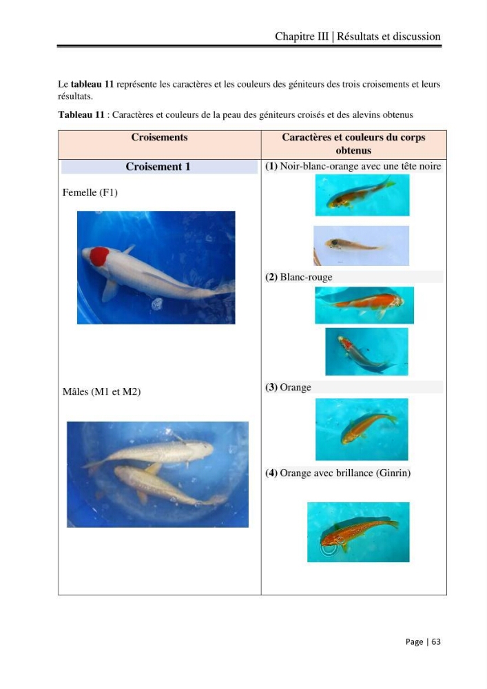 Maitrise et suivi de la reproduction artificielle et de l\'alevinage de la carpe koi (Cyprinus carpio carpio)